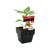 100mm Chilli Golden Cayenne Pepper - Capsicum annuum