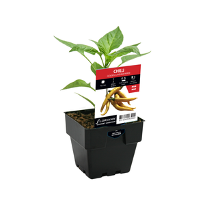 100mm Chilli Golden Cayenne Pepper - Capsicum annuum