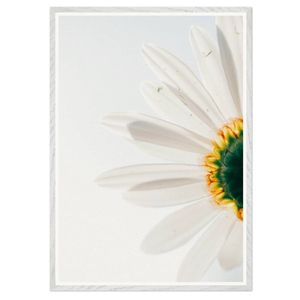 Galrie Stunning CloseUp Daisy Flower Art Print Nature Photography for Home Decor, White Frame, A0 84 x 119cm (33 x 47inch)