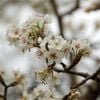 Bagged Pyrus Ussuriensis Ornamental Manchurian Pear