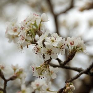 Bagged Pyrus Ussuriensis Ornamental Manchurian Pear