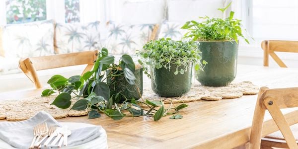 Why choose Borralheira Ceramic Pots