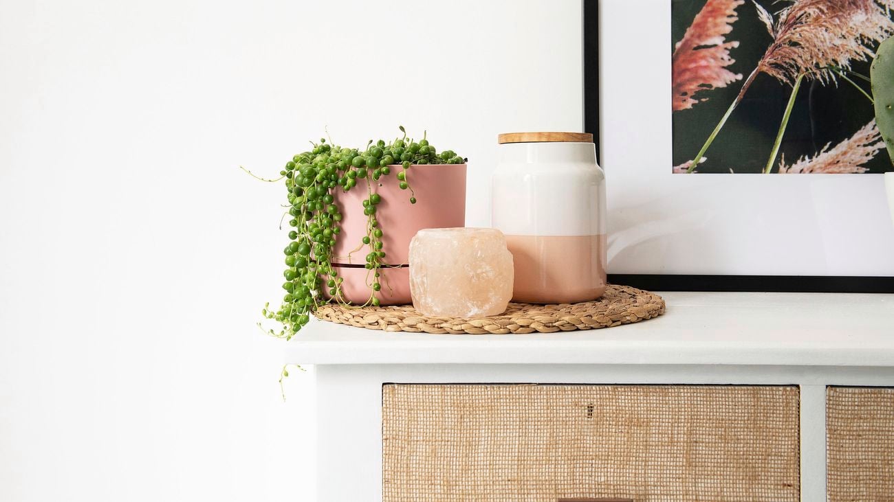 DIY - Step 3 - How to propagate and care for a string of pearls