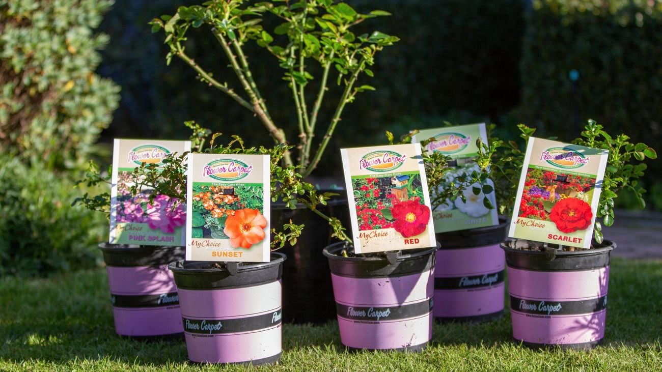 Hibiscus plants in plastic pots.