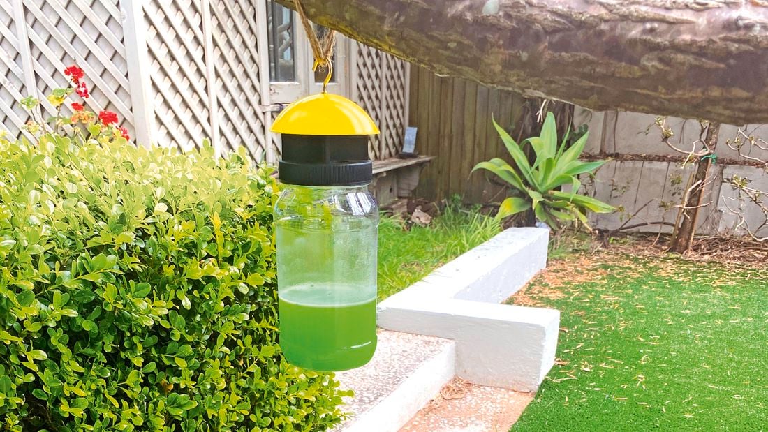 Close up of an EnviroSafe Fly Trap attached to a garden fence, filled with flies