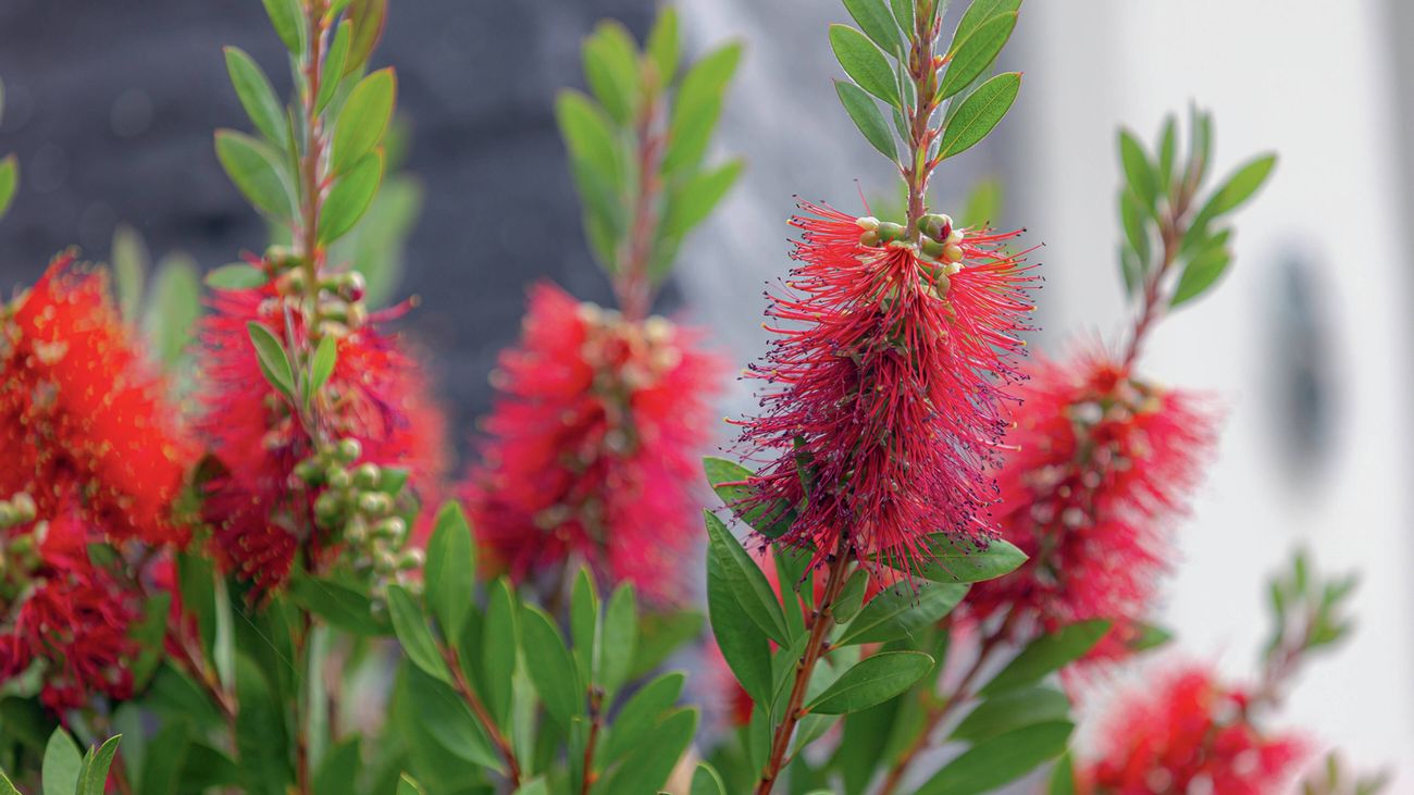 A vibrant red bottlebrush flower with green leaves