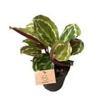 120mm Calathea Medallion