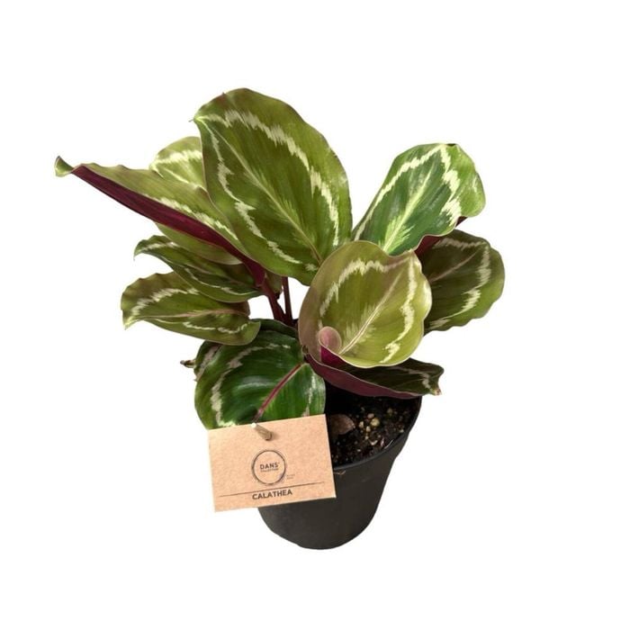 120mm Calathea Medallion