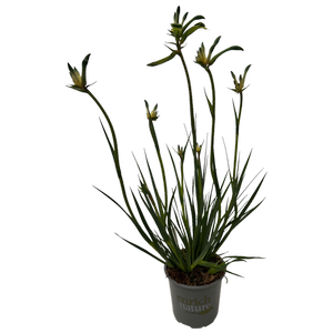 130mm Kangaroo Paw - Anigozanthos Celebrations® Aussie Spirit™