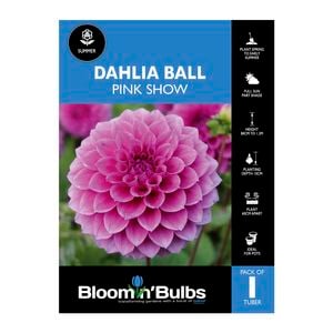 Bloomin' Bulbs Dahlia Pink Show - 1 Pack