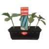 Punnet Cucumber Lebanese - Cucumis sativis - Grow Your Own Range