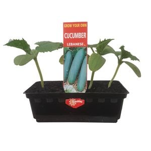 Punnet Cucumber Lebanese - Cucumis sativis - Grow Your Own Range