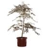 330mm Weeping Japanese Maple - Acer palmatum Atropurpureum