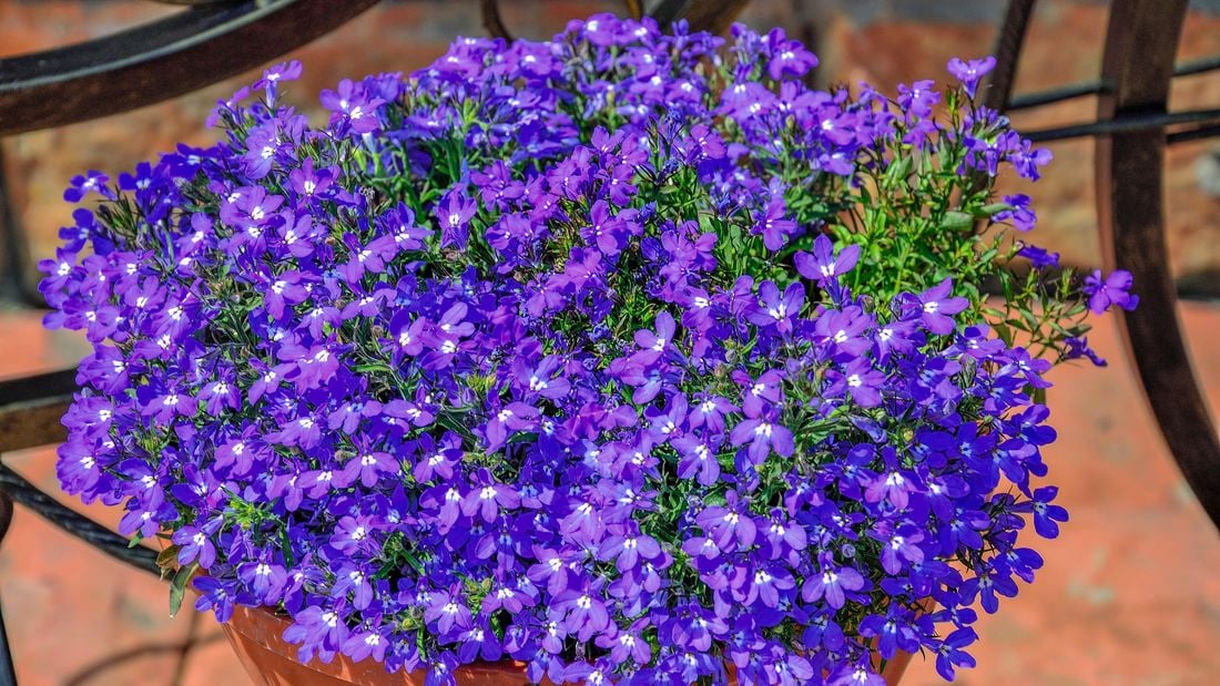 Purple lobelia flowers in a hanging basket