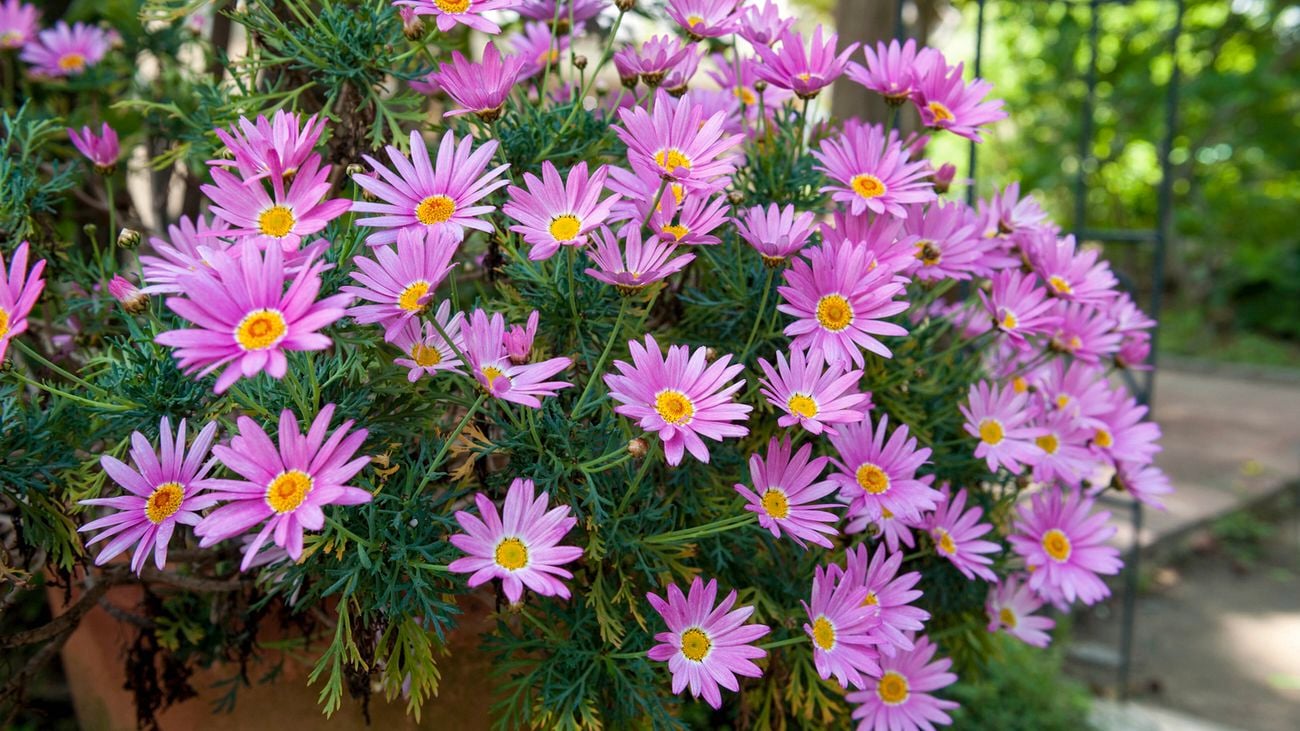 Pink aster cordifolius flower in a pot