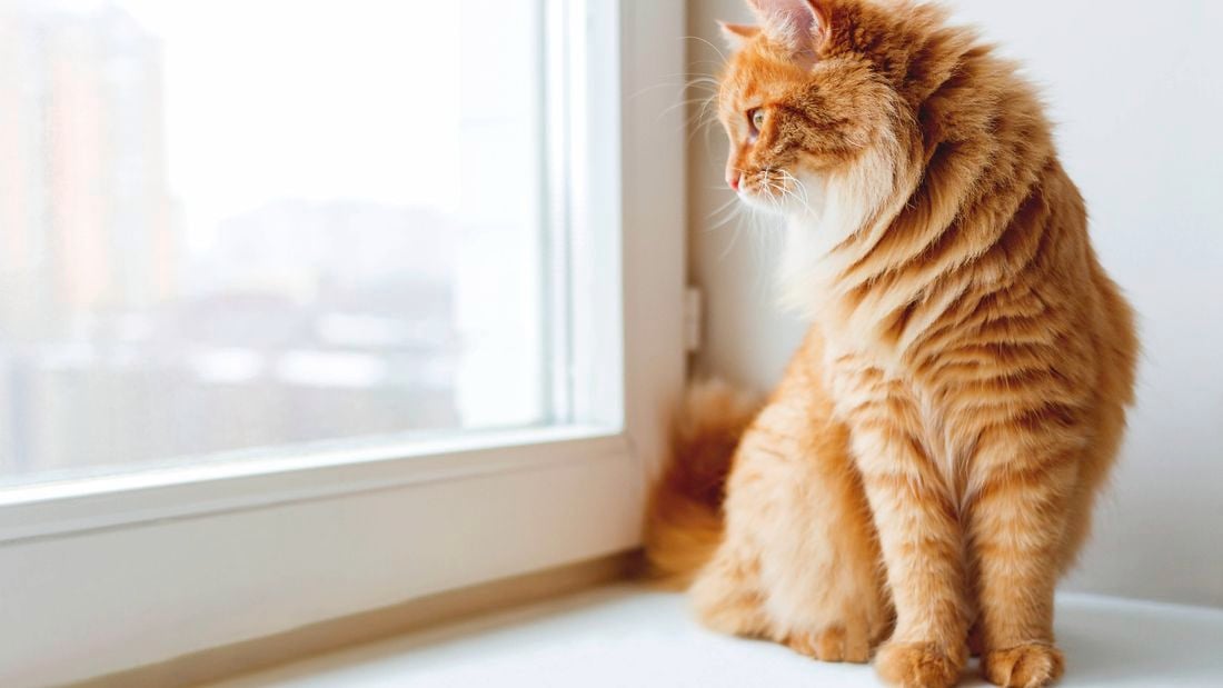 Ginger cat looking outside a window.