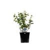 200mm Blueberry Blue Rose - Blueberry vaccinium corymbosum - Pick N Eat Range