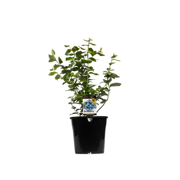 200mm Blueberry Blue Rose - Blueberry vaccinium corymbosum - Pick N Eat Range