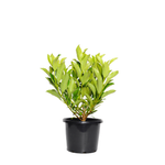 270mm Sweet Viburnum - Viburnum odoratissimum