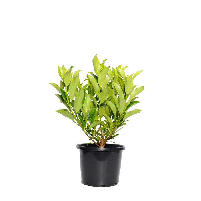 270mm Sweet Viburnum - Viburnum odoratissimum