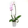 120mm Moth Orchid Bamboo Arch - Phalaenopsis orchid