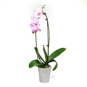 120mm Moth Orchid Bamboo Arch - Phalaenopsis orchid