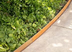 Garden with concrete pathways and young plants separated by garden edging.
