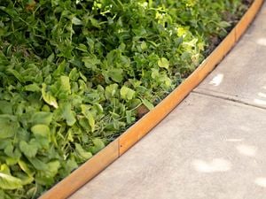 Garden with concrete pathways and young plants separated by garden edging.
