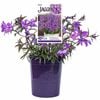 140mm Phlox - Phlox jagger
