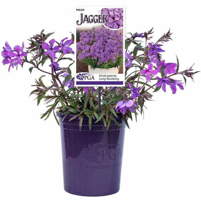 140mm Phlox - Phlox jagger