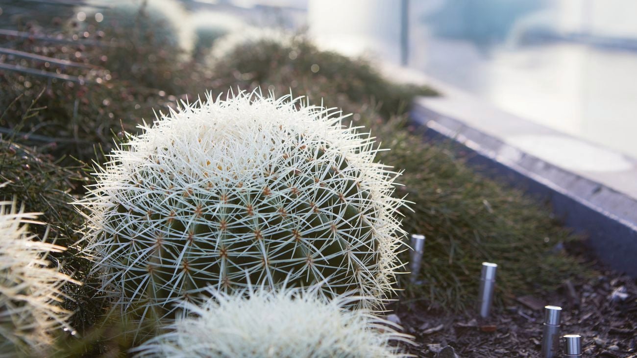 A close-up image of a circular, cactus plant in a garden.