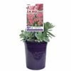 140mm Sedum - Sedum 'Abbey Dore'