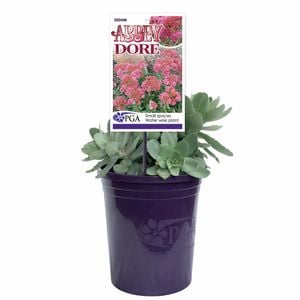 140mm Sedum - Sedum 'Abbey Dore'