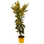 200mm Grapefruit Wheeny - Citrus Paradisi