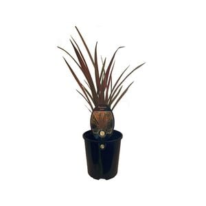 1.9L Phormium Jester - Phormium tenax
