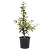 200mm Japanese Camellias - Camellia japonica Hybrid
