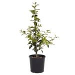 200mm Japanese Camellias - Camellia japonica Hybrid