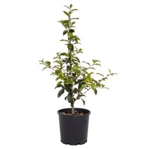 200mm Japanese Camellias - Camellia japonica Hybrid