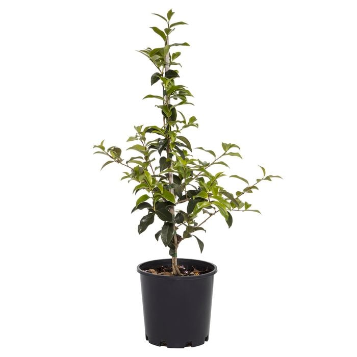 200mm Japanese Camellias - Camellia japonica Hybrid