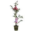 200mm Camellia Volunteer - Camellia hybrid var 'Jur01'