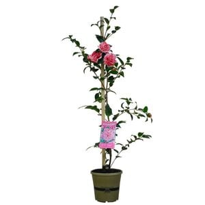 200mm Camellia Volunteer - Camellia hybrid var 'Jur01'
