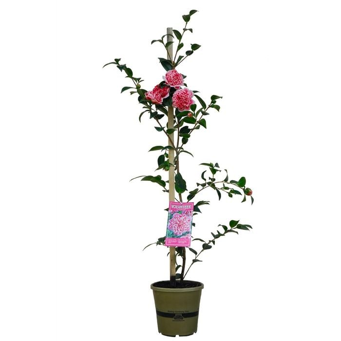 200mm Camellia Volunteer - Camellia hybrid var 'Jur01'