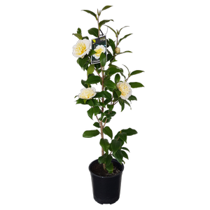 2L Camellia Gwenneth Morey - Camellia sasanqua