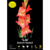 Yarra Valley Bulbs Glamini Gladioli Lia - 4 Pack