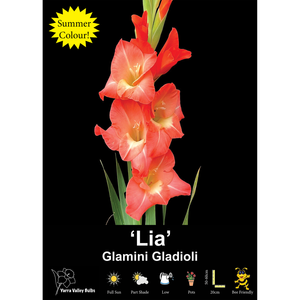 Yarra Valley Bulbs Glamini Gladioli Lia - 4 Pack