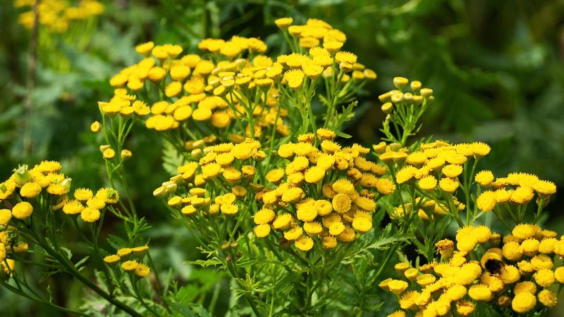 A clump of yellow tansy growing in a garden