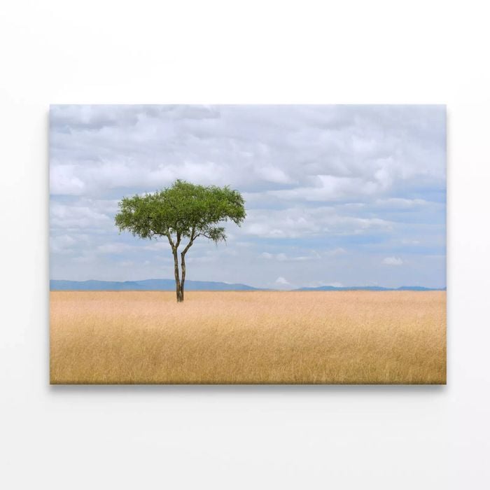 Tree in an Open Field  Print 100% Australian Made 150 x 100cm  (Stretched)