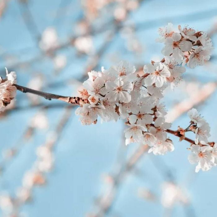 Close-Up Of the Blossoming Branch  Print 100% Australian Made 90 x 60cm  (Stretched)