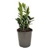 170mm Zanzibar Gem - Zamioculcas Zamiifolia