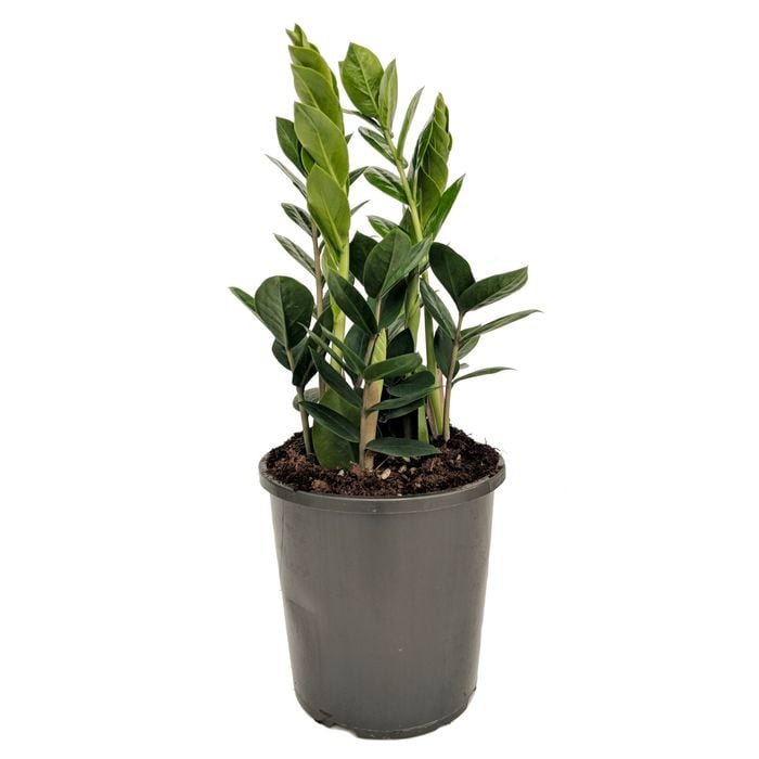 170mm Zanzibar Gem - Zamioculcas Zamiifolia